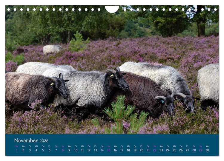 Produktbild: Heidschnucken, die pr&auml;chtigen Schafe der L&uuml;neburger Heide (Wandkalender 2026 DIN A4 quer), CALVENDO Monatskalender