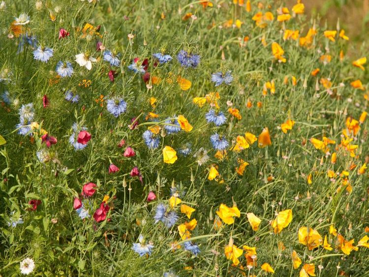 Produktbild: CALVENDO Puzzle Wildblumen f&uuml;r Bienen mit Goldmohn und Junger im Gr&uuml;nen | 1000 Teile Lege-Gr&ouml;&szlig;e 64x48cm Foto-Puzzle f&uuml;r gl&uuml;ckliche Stunden