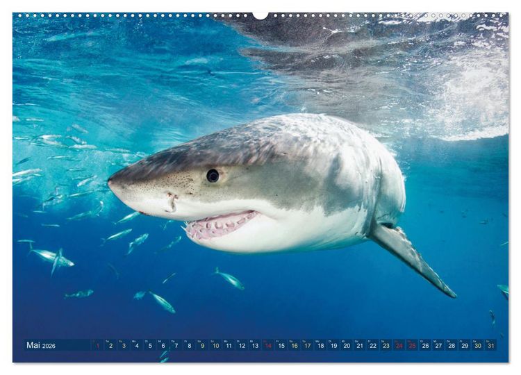 Produktbild: Hai: Raubtier der Meere (hochwertiger Premium Wandkalender 2026 DIN A2 quer), Kunstdruck in Hochglanz