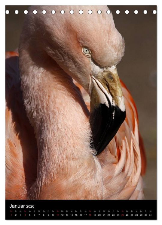 Produktbild: Flamingos - Eleganz in Rot und Rosa (Tischkalender 2026 DIN A5 hoch), CALVENDO Monatskalender