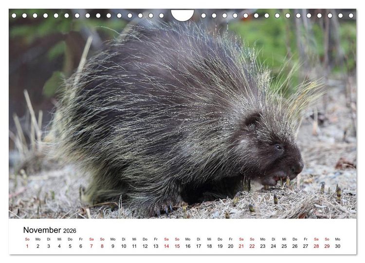 Produktbild: Alaska und West-Kanada (Wandkalender 2026 DIN A4 quer), CALVENDO Monatskalender