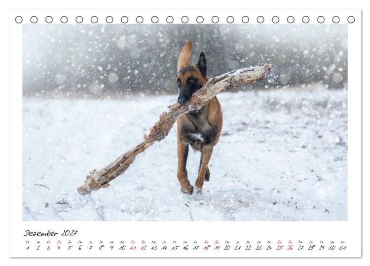 Produktbild: Malinois - Seelen aus Feuer (Tischkalender 2027 DIN A5 quer), CALVENDO Monatskalender
