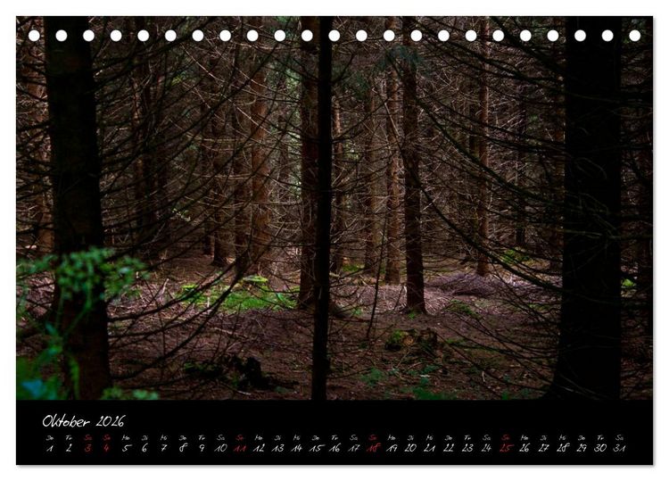 Produktbild: Wald (Tischkalender 2026 DIN A5 quer), CALVENDO Monatskalender