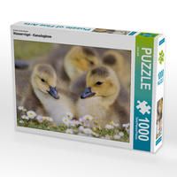 Produktbild: CALVENDO Puzzle Ein Motiv aus dem Kalender Wasserv&ouml;gel - Kanadag&auml;nse | 1000 Teile Lege-Gr&ouml;&szlig;e 64x48cm Foto-Puzzle f&uuml;r gl&uuml;ckliche Stunden