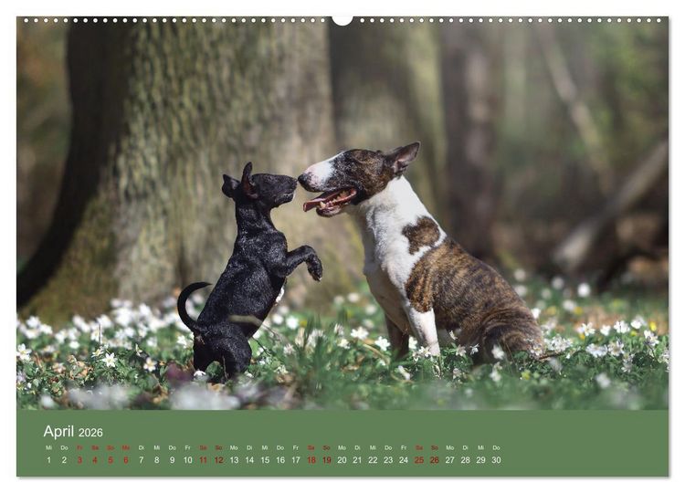 Produktbild: Fantastische Bullterrier - Sieger im Herzen (Wandkalender 2026 DIN A2 quer), CALVENDO Monatskalender