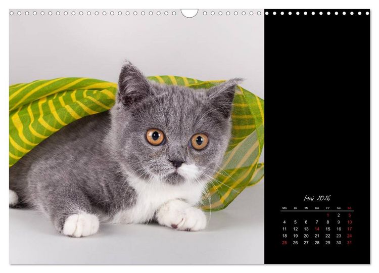 Produktbild: Britisch Kurzhaar Katzen (Wandkalender 2026 DIN A3 quer), CALVENDO Monatskalender