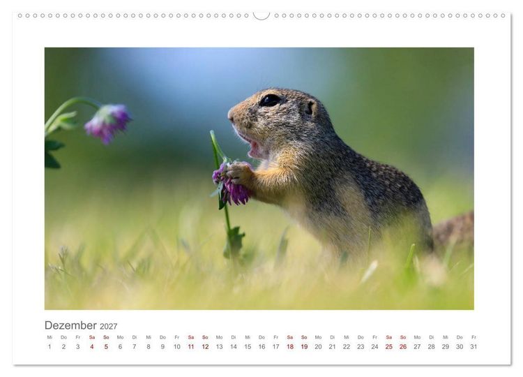Produktbild: Lustige Zieselbabys (Wandkalender 2027 DIN A2 quer), CALVENDO Monatskalender