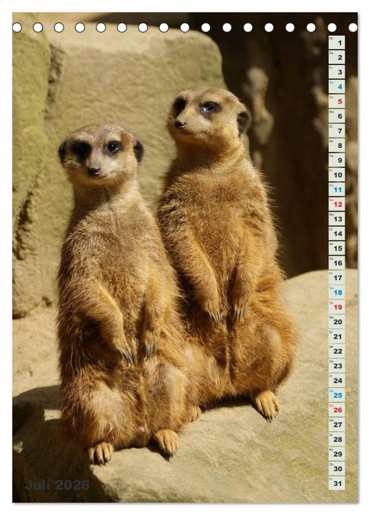Produktbild: Erdm&auml;nnchen-Meerkats-Surikate (Tischkalender 2026 DIN A5 hoch), CALVENDO Monatskalender