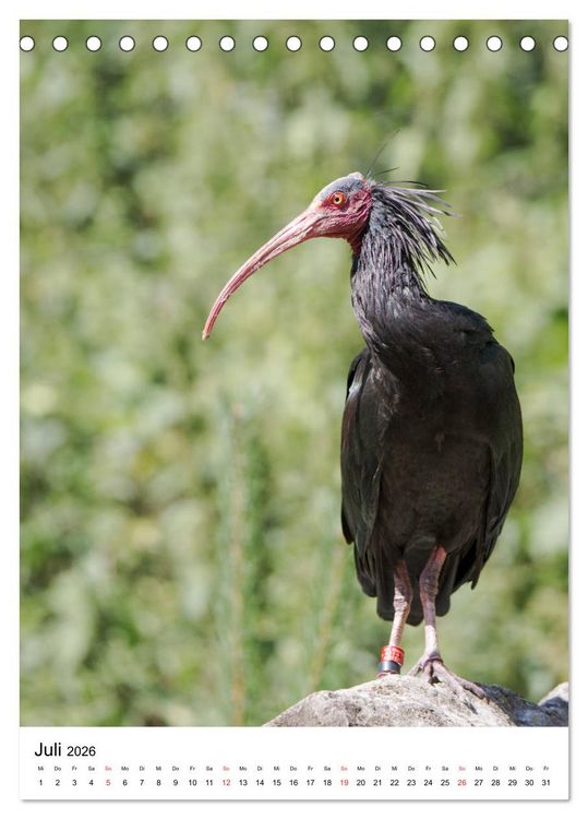 Produktbild: Der Waldrapp - Der etwas andere Vogel (Tischkalender 2026 DIN A5 hoch), CALVENDO Monatskalender