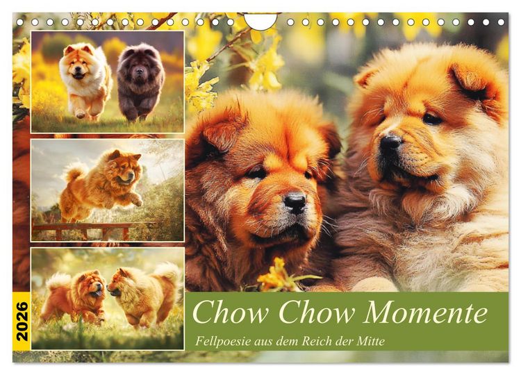 Produktbild: Chow Chow Momente. Fellpoesie aus dem Reich der Mitte (Wandkalender 2026 DIN A4 quer), CALVENDO Monatskalender