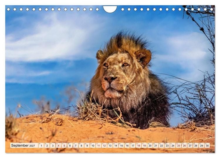 Produktbild: Afrikas Tierwelt - L&ouml;wen (Wandkalender 2027 DIN A4 quer), CALVENDO Monatskalender
