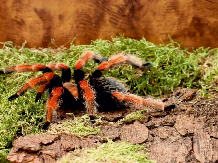 Produktbild: CALVENDO Puzzle Vogelspinne | 1000 Teile Lege-Gr&ouml;&szlig;e 64x48cm Foto-Puzzle f&uuml;r gl&uuml;ckliche Stunden