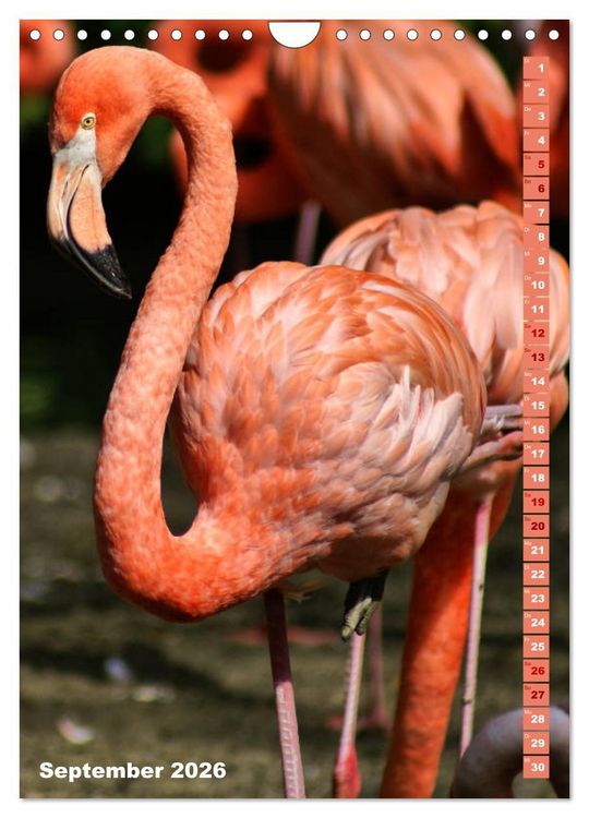 Produktbild: Rosarote Flamingo (Wandkalender 2026 DIN A4 hoch), CALVENDO Monatskalender