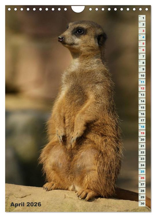 Produktbild: Erdm&auml;nnchen-Meerkats-Surikate (Wandkalender 2026 DIN A4 hoch), CALVENDO Monatskalender