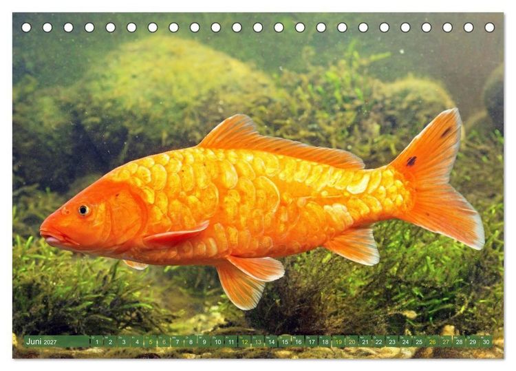 Produktbild: Koi: Juwelen im Teich (Tischkalender 2027 DIN A5 quer), CALVENDO Monatskalender