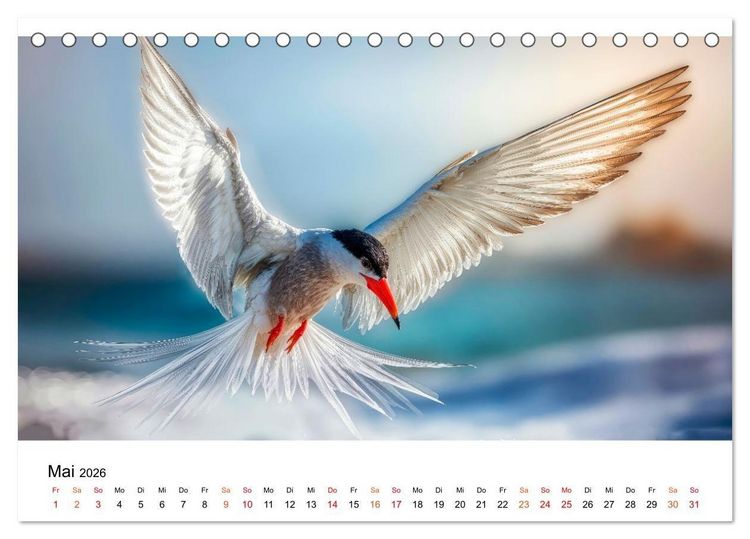 Produktbild: Seeschwalben - Meister der L&uuml;fte (Tischkalender 2026 DIN A5 quer), CALVENDO Monatskalender