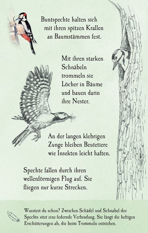 Produktbild: Natur-Entdecker-Karten: Unsere heimischen V&ouml;gel