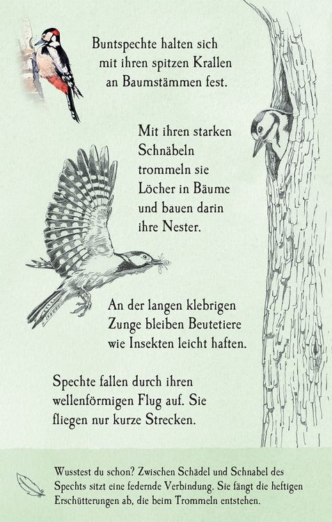 Produktbild: Natur-Entdecker-Karten: Unsere heimischen V&ouml;gel
