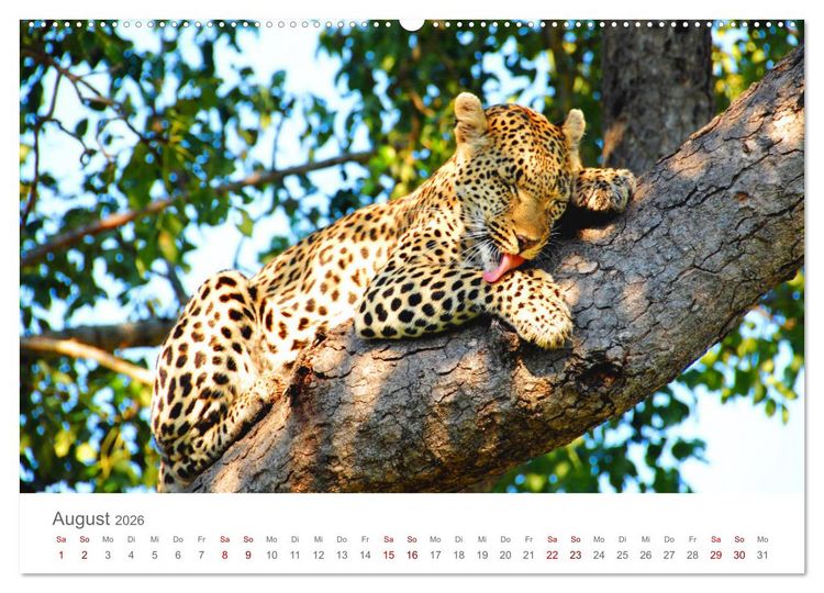 Produktbild: Safari / Afrika (hochwertiger Premium Wandkalender 2026 DIN A2 quer), Kunstdruck in Hochglanz