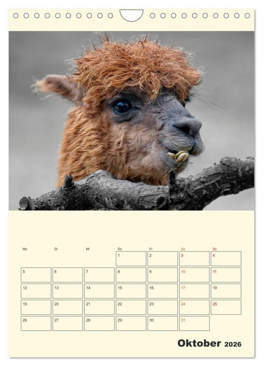 Produktbild: Putzige Alpakas (Wandkalender 2026 DIN A4 hoch), CALVENDO Monatskalender