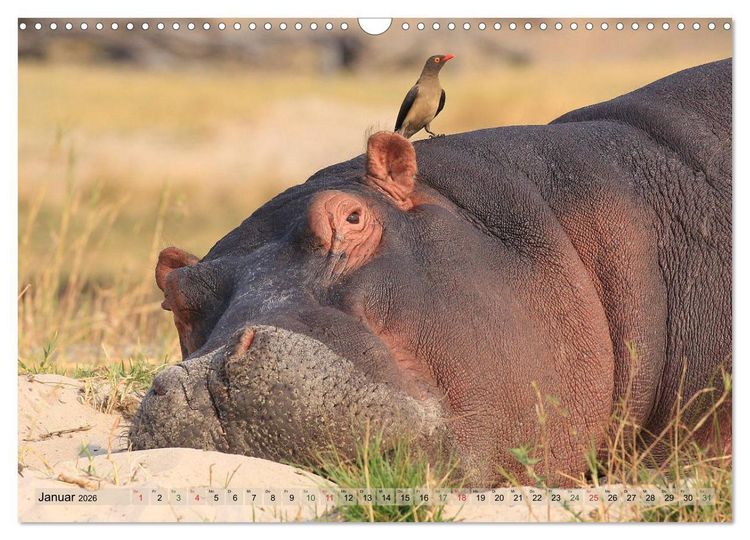 Produktbild: Wildtierparadies Afrika - Eine Foto-Reise durch die Savannen (Wandkalender 2026 DIN A3 quer), CALVENDO Monatskalender