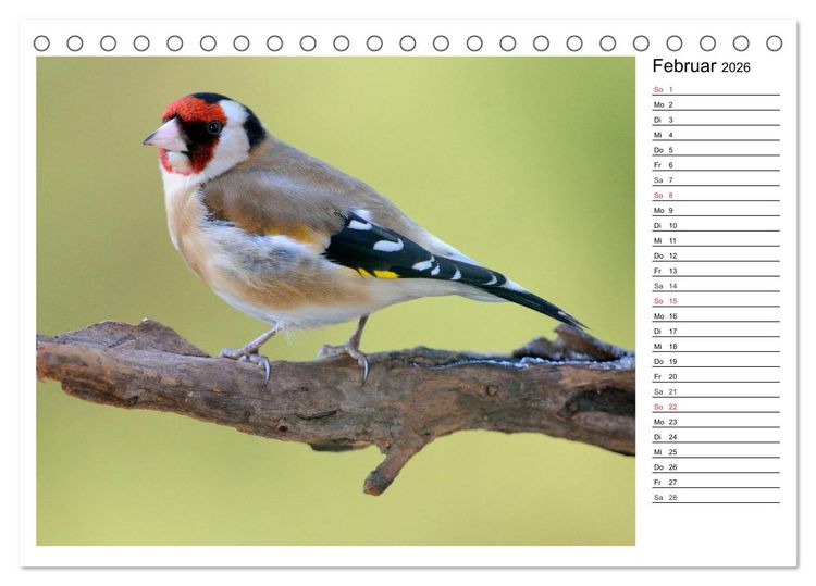 Produktbild: Gefiederte Freunde - Unsere heimischen Gartenv&ouml;gel (Tischkalender 2026 DIN A5 quer), CALVENDO Monatskalender