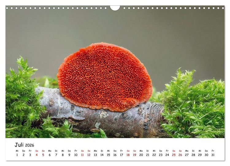 Produktbild: Pilzgalerie - Heimische Pilze von ihrer sch&ouml;nsten Seite (Wandkalender 2026 DIN A3 quer), CALVENDO Monatskalender
