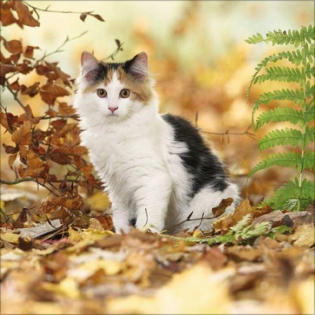 Produktbild: Cats 2027