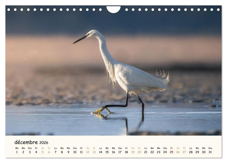 Produktbild: Esprit animal - Regards minimalistes (Calendrier mural 2026 DIN A4 vertical), CALVENDO calendrier mensuel