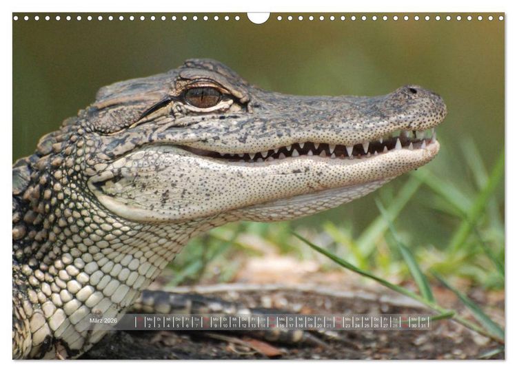 Produktbild: Krokodile & Alligatoren (Wandkalender 2026 DIN A3 quer), CALVENDO Monatskalender