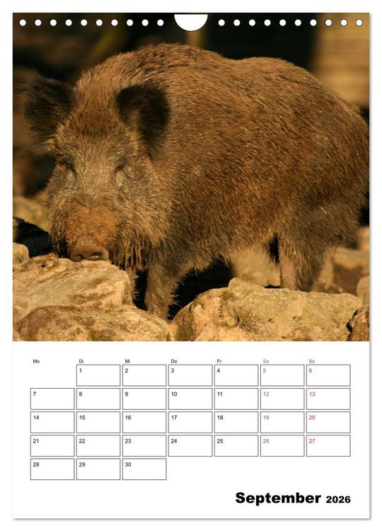 Produktbild: Der wildschweinische Terminplaner (Wandkalender 2026 DIN A4 hoch), CALVENDO Monatskalender
