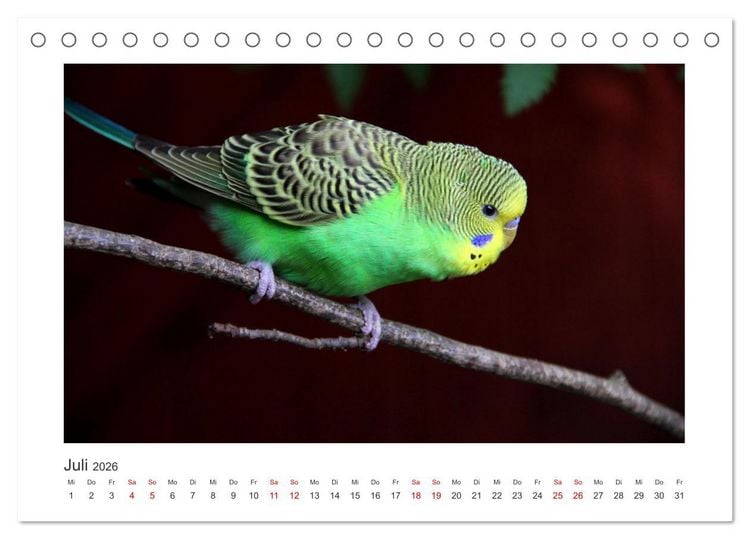 Produktbild: Wellensittichkalender! - Das Original (Tischkalender 2026 DIN A5 quer), CALVENDO Monatskalender