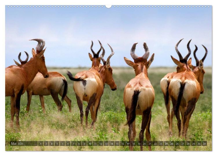 Produktbild: Namibia - Die Tierwelt (Wandkalender 2026 DIN A2 quer), CALVENDO Monatskalender