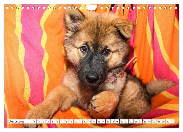Produktbild: Eurasier, der Hund im Wolfspelz (Wandkalender 2026 DIN A4 quer), CALVENDO Monatskalender