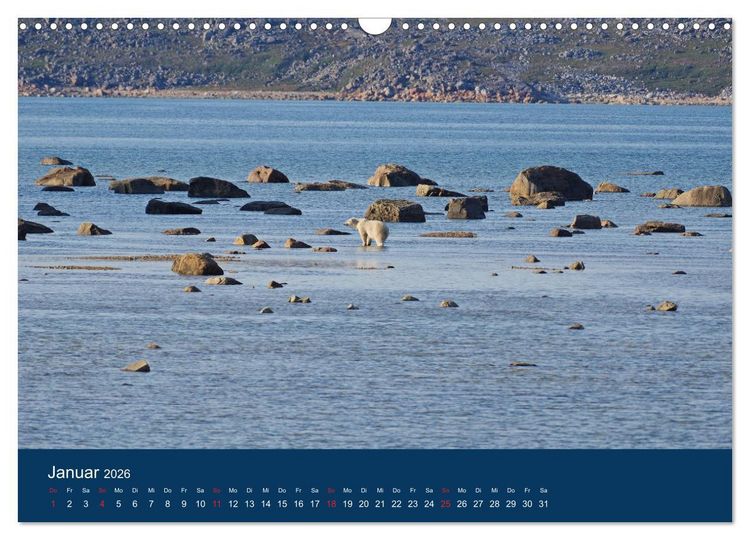 Produktbild: Das Leben der etwas "anderen" Eisb&auml;ren! (Wandkalender 2026 DIN A3 quer), CALVENDO Monatskalender