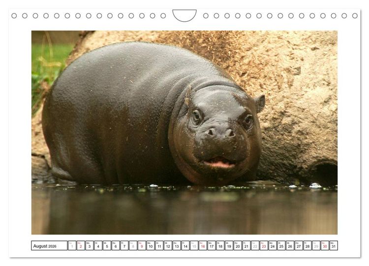 Produktbild: Kleine Schelme - Tierbabys (Wandkalender 2026 DIN A4 quer), CALVENDO Monatskalender