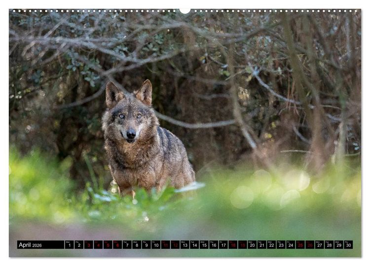 Produktbild: Wolves, Wild Spirits (High Quality Premium Wall Calendar 2026 DIN A2 landscape),CALVENDO 12 Month Wall Calendar