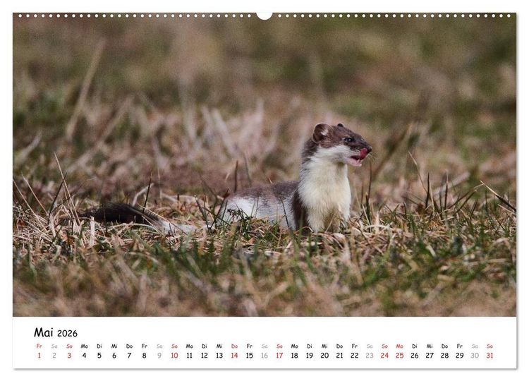 Produktbild: Hermelin - das wieselflinke Raubtier (hochwertiger Premium Wandkalender 2026 DIN A2 quer), Kunstdruck in Hochglanz