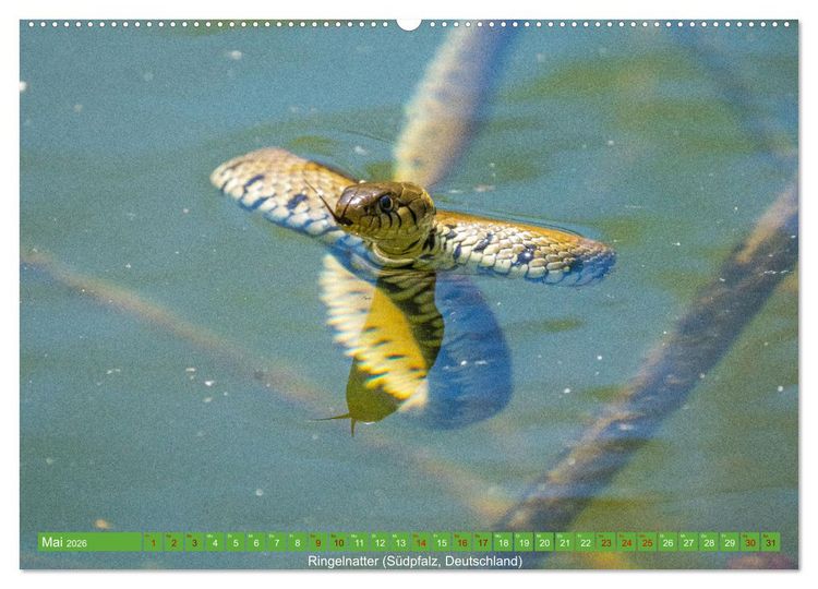Produktbild: Reptilien wild und sch&ouml;n (Wandkalender 2026 DIN A2 quer), CALVENDO Monatskalender