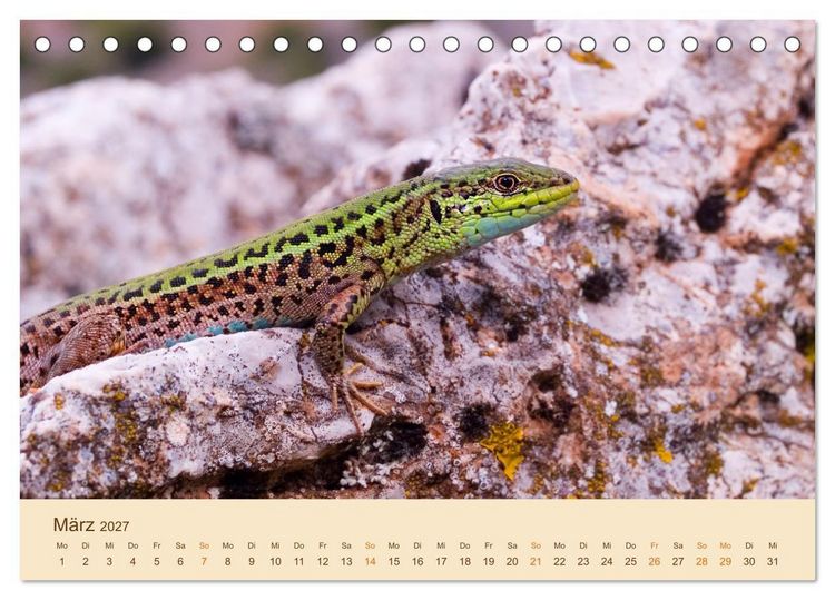 Produktbild: Eidechsen Europas (Tischkalender 2027 DIN A5 quer), CALVENDO Monatskalender