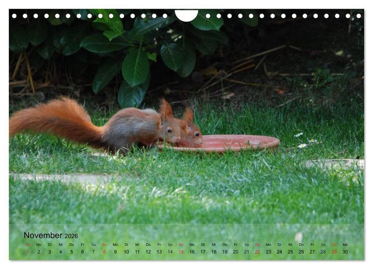 Produktbild: Spa&szlig; mit Eichh&ouml;rnchen-Kindern (Wandkalender 2026 DIN A4 quer), CALVENDO Monatskalender
