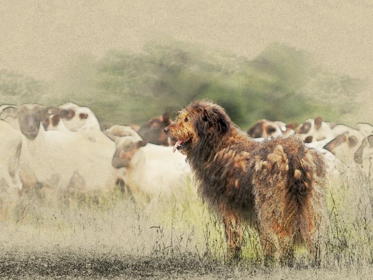 Produktbild: CALVENDO Puzzle Ein Motiv aus dem Kalender Altdeutsche H&uuml;tehunde 2017 | 1000 Teile Lege-Gr&ouml;&szlig;e 64x48cm Foto-Puzzle f&uuml;r gl&uuml;ckliche Stunden