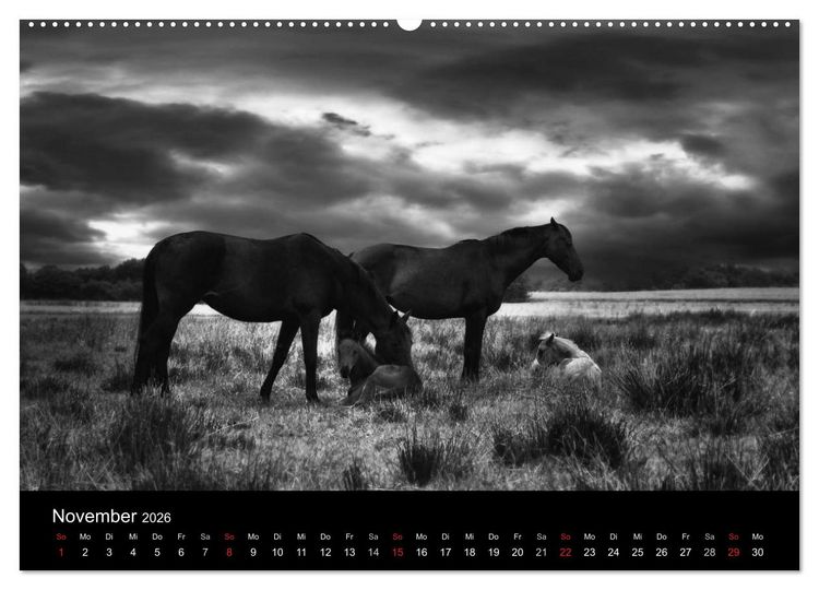 Produktbild: Pferde 2026 Wild Thing (Wandkalender 2026 DIN A2 quer), CALVENDO Monatskalender