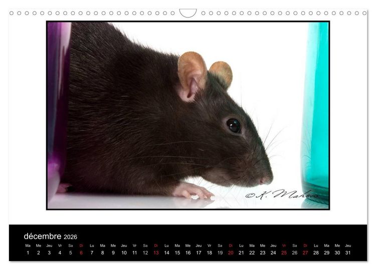 Produktbild: Ratte Ouille (Calendrier mural 2026 DIN A3 vertical), CALVENDO calendrier mensuel