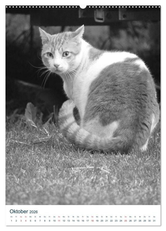 Produktbild: Wilde Katzen - Korsikas Samtpfoten (Wandkalender 2026 DIN A2 hoch), CALVENDO Monatskalender