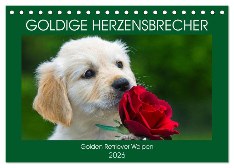 Produktbild: Goldige Herzensbrecher - Golden Retriever Welpen (Tischkalender 2026 DIN A5 quer), CALVENDO Monatskalender