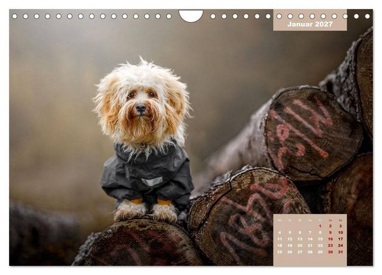 Produktbild: Rocket der Havaneser (Wandkalender 2027 DIN A4 quer), CALVENDO Monatskalender