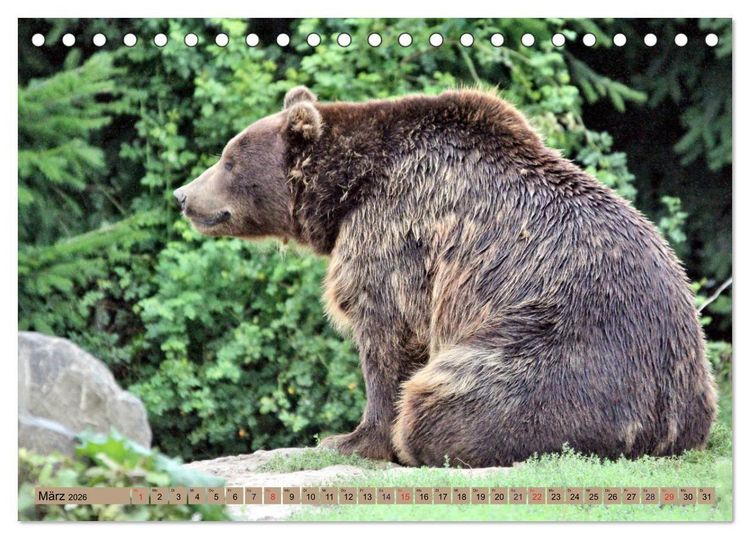 Produktbild: B&auml;ren - Der Eisb&auml;r und der Kamtschatka-Braunb&auml;r (Tischkalender 2026 DIN A5 quer), CALVENDO Monatskalender