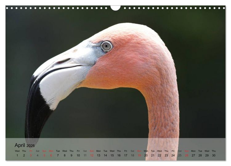Produktbild: Flamingos Think pink (Wall Calendar 2026 DIN A3 landscape), CALVENDO 12 Month Wall Calendar