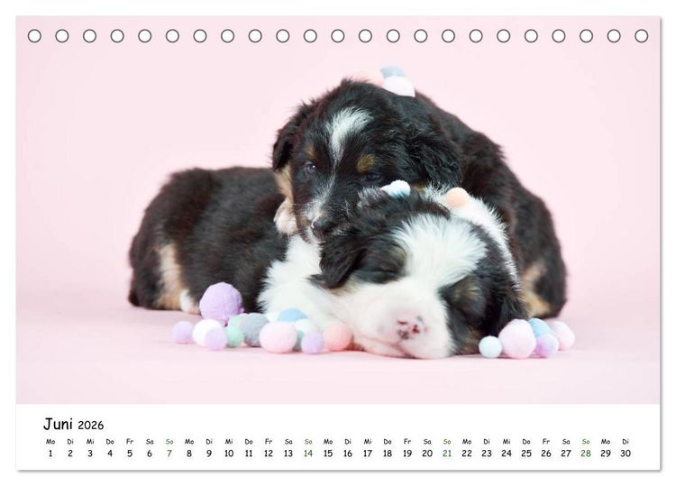 Produktbild: Baby Pfoten (Tischkalender 2026 DIN A5 quer), CALVENDO Monatskalender